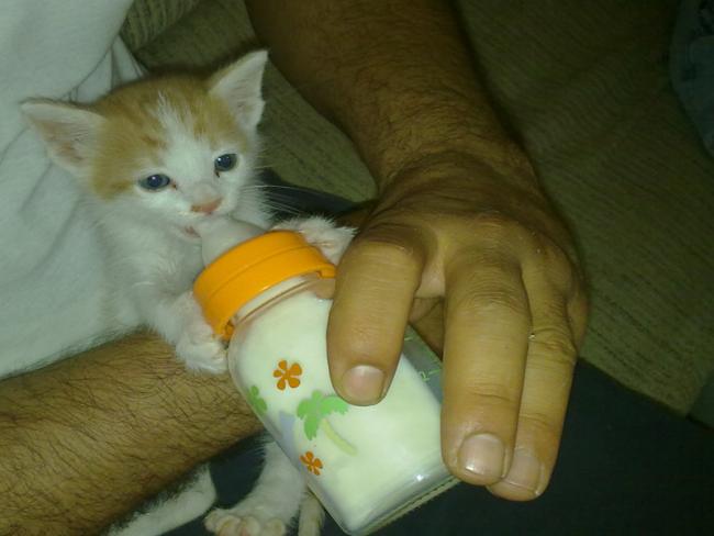 Name:  Kedi1.jpg
Views: 2297
Size:  31.7 KB