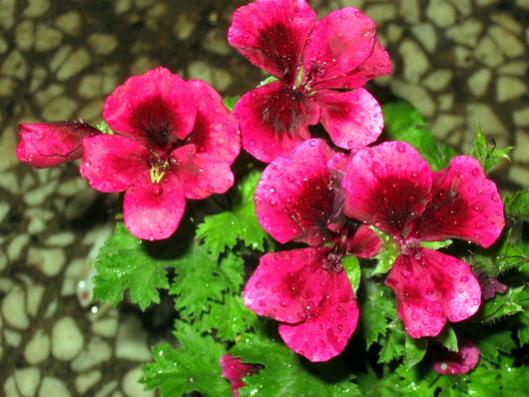 Name:  IMG_1000.jpg
Views: 553
Size:  41.1 KB