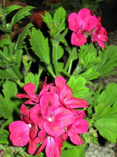 Name:  IMG_0440.jpg
Views: 547
Size:  41.9 KB