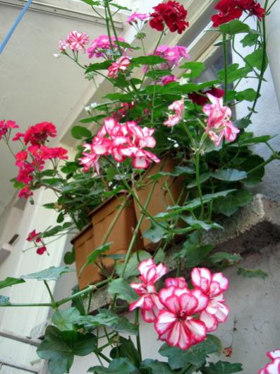 Name:  IMG_0645.jpg
Views: 565
Size:  44.3 KB