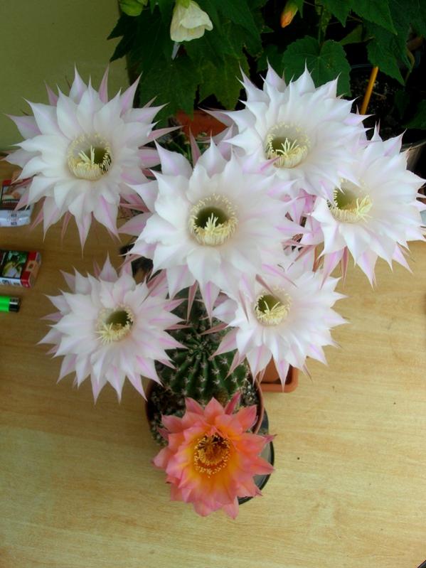 Name:  DSCN5100.jpg
Views: 860
Size:  61.0 KB