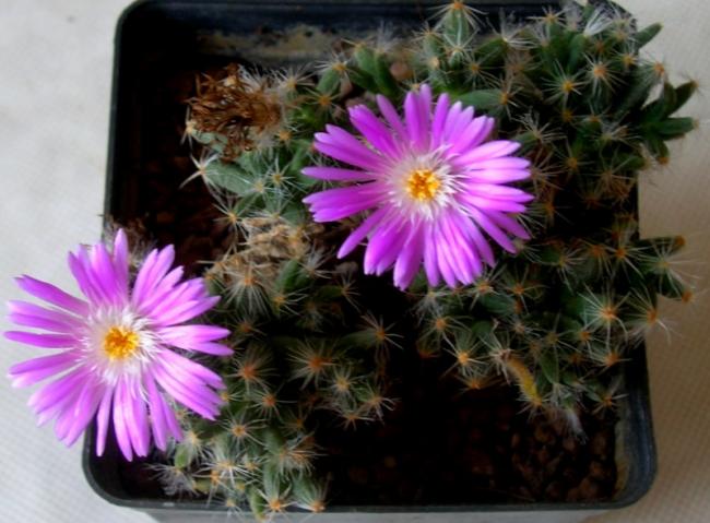 Name:  DSCN5069.jpg
Views: 862
Size:  47.9 KB