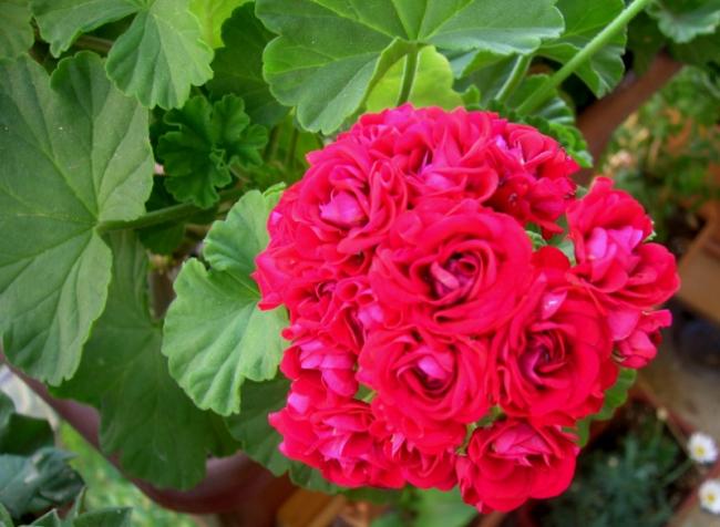 Name:  DSCN5062.jpg
Views: 818
Size:  45.1 KB