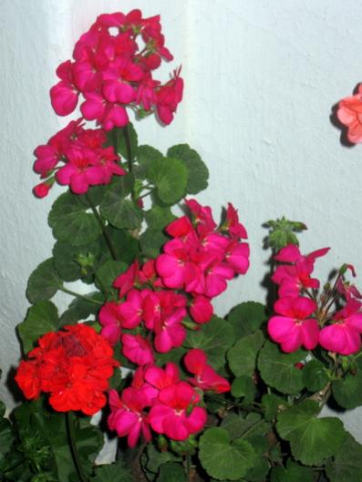 Name:  IMG_0188.jpg
Views: 769
Size:  33.3 KB