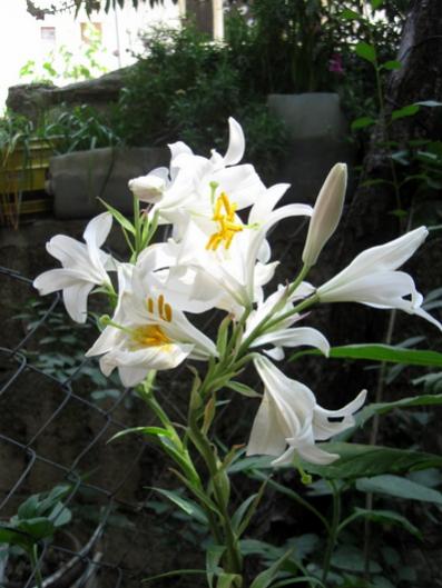 Name:  IMG_0648.jpg
Views: 750
Size:  37.1 KB