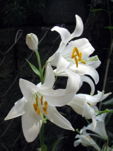 Name:  IMG_0647.jpg
Views: 740
Size:  24.3 KB