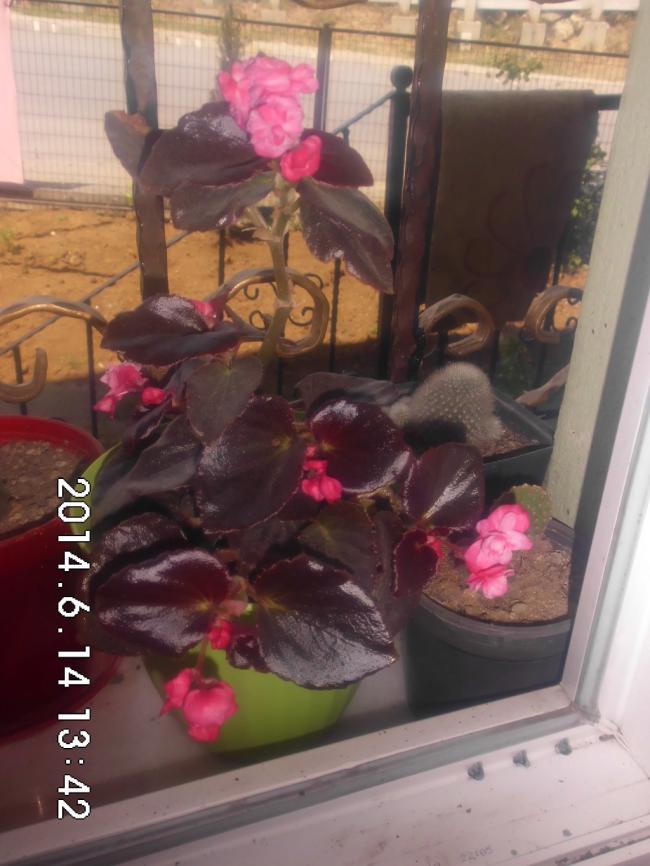 Name:  CIMG6637.jpg
Views: 467
Size:  64.6 KB