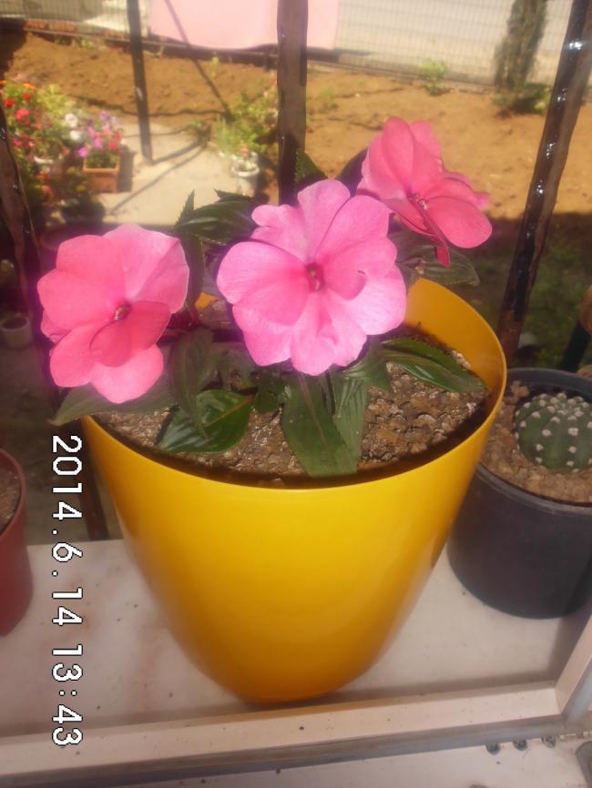 Name:  CIMG6639.jpg
Views: 1213
Size:  60.4 KB