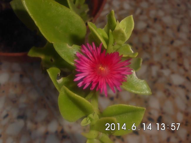 Name:  CIMG6650.jpg
Views: 745
Size:  30.0 KB