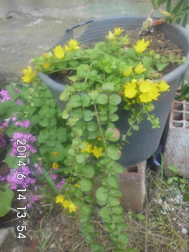Name:  CIMG6645.jpg
Views: 470
Size:  72.6 KB
