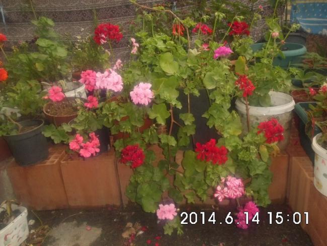 Name:  CIMG6739.jpg
Views: 705
Size:  53.1 KB