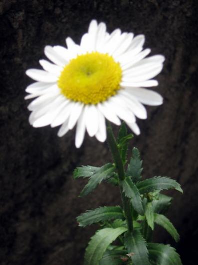 Name:  IMG_1275.jpg
Views: 729
Size:  22.9 KB