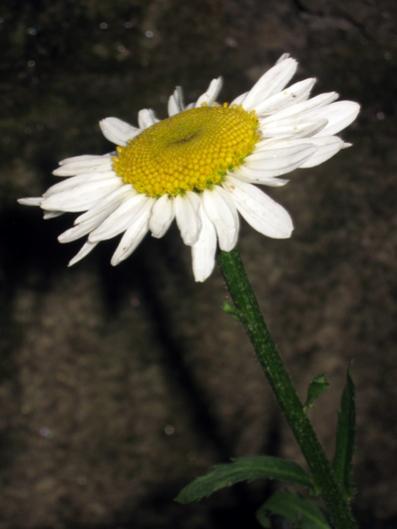 Name:  IMG_1271.jpg
Views: 742
Size:  20.9 KB