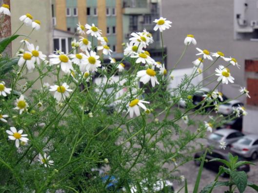 Name:  IMG_0841.jpg
Views: 807
Size:  43.5 KB