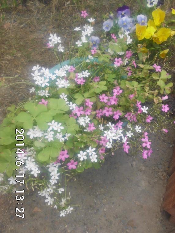 Name:  CIMG6879.jpg
Views: 532
Size:  73.0 KB