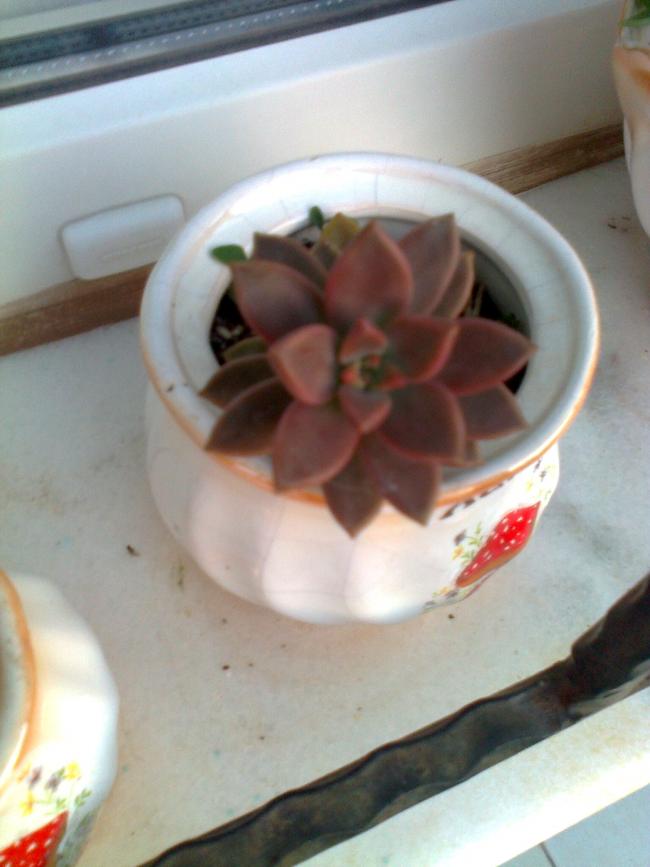 Name:  Fotoraf1188.jpg
Views: 859
Size:  49.4 KB