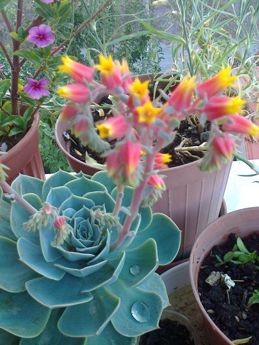 Name:  Fotoraf1169.jpg
Views: 862
Size:  75.7 KB