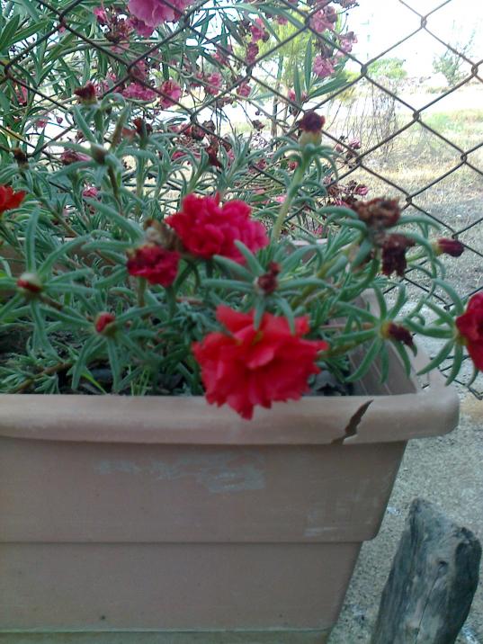 Name:  Fotoraf1105.jpg
Views: 818
Size:  74.7 KB