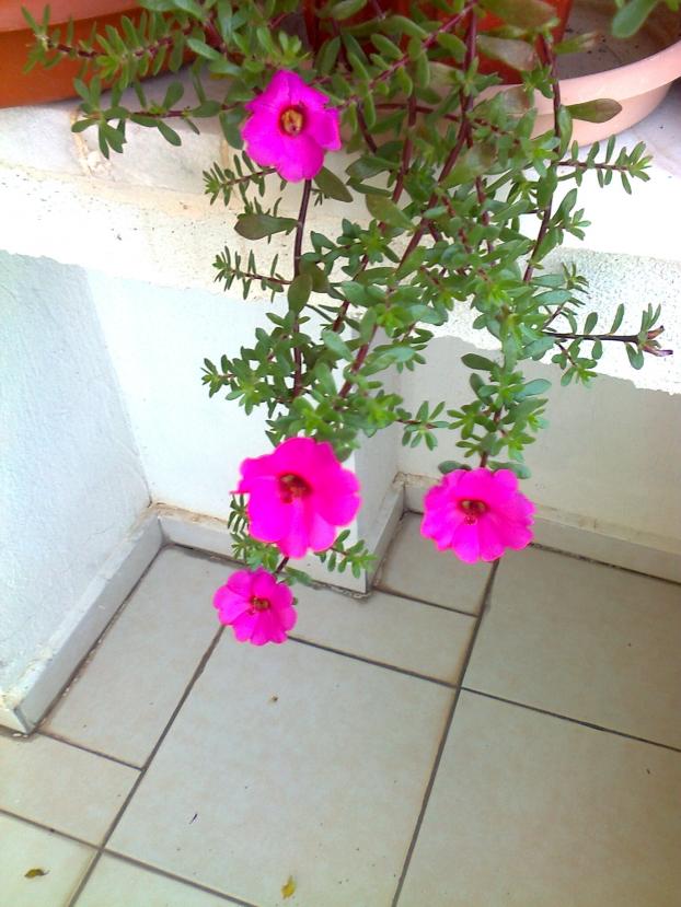 Name:  Fotoraf1222.jpg
Views: 840
Size:  70.9 KB