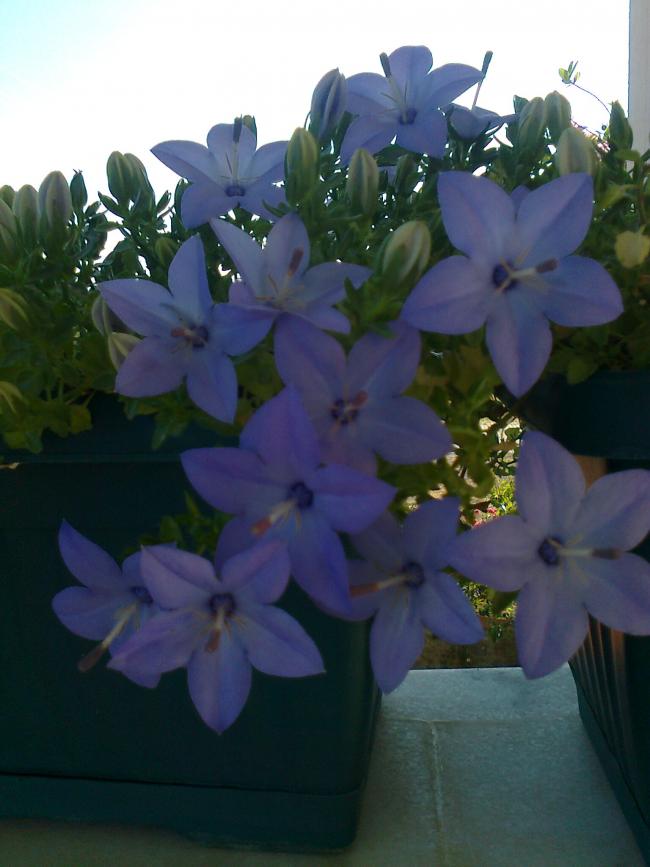 Name:  Fotoraf1246.jpg
Views: 868
Size:  51.8 KB