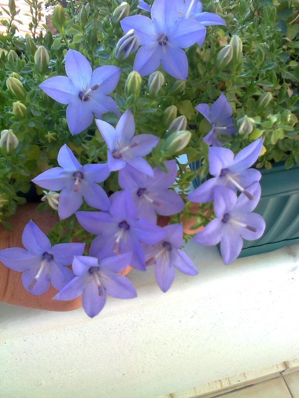 Name:  Fotoraf1249.jpg
Views: 829
Size:  71.2 KB