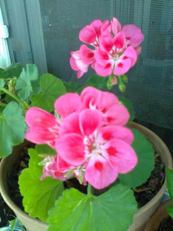 Name:  Fotoraf1164.jpg
Views: 628
Size:  71.6 KB
