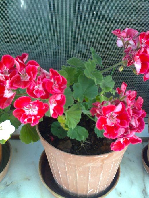 Name:  Fotoraf1165.jpg
Views: 644
Size:  72.7 KB