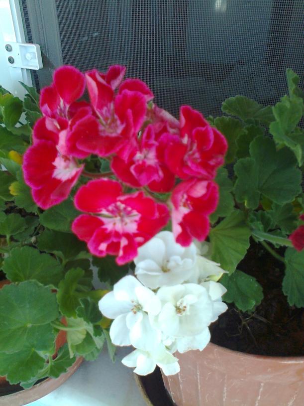 Name:  Fotoraf1166.jpg
Views: 674
Size:  70.9 KB