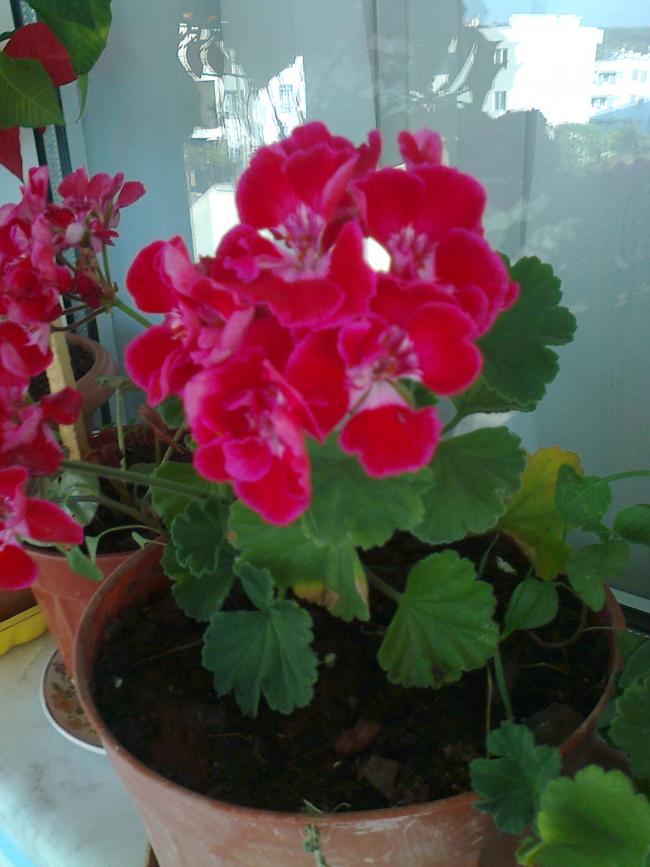 Name:  Fotoraf1161.jpg
Views: 625
Size:  61.6 KB