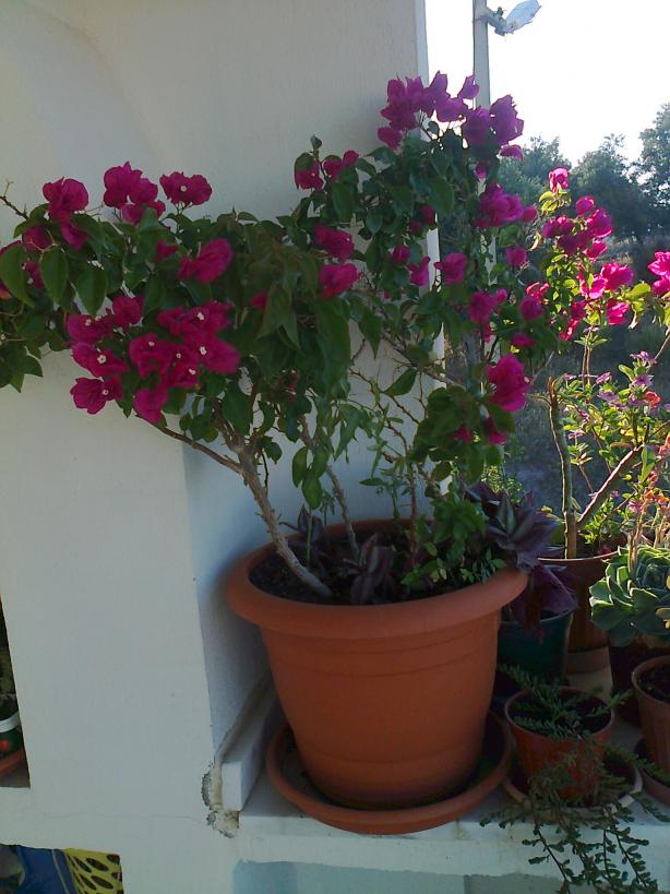 Name:  Fotoraf1159.jpg
Views: 951
Size:  71.1 KB