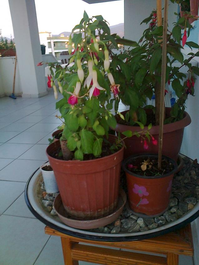 Name:  Fotoraf1175.jpg
Views: 866
Size:  70.1 KB