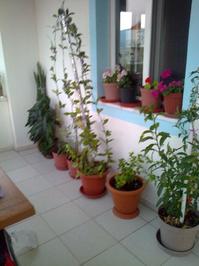 Name:  Fotoraf1206.jpg
Views: 867
Size:  64.0 KB