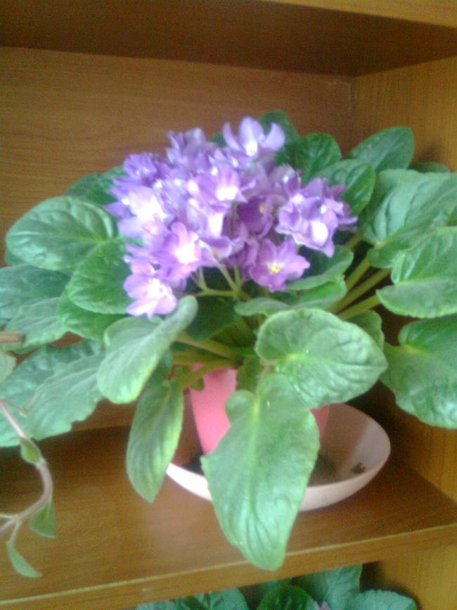 Name:  Grnt0050.jpg
Views: 315
Size:  66.4 KB