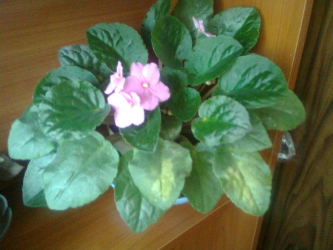 Name:  Grnt0053.jpg
Views: 308
Size:  38.9 KB