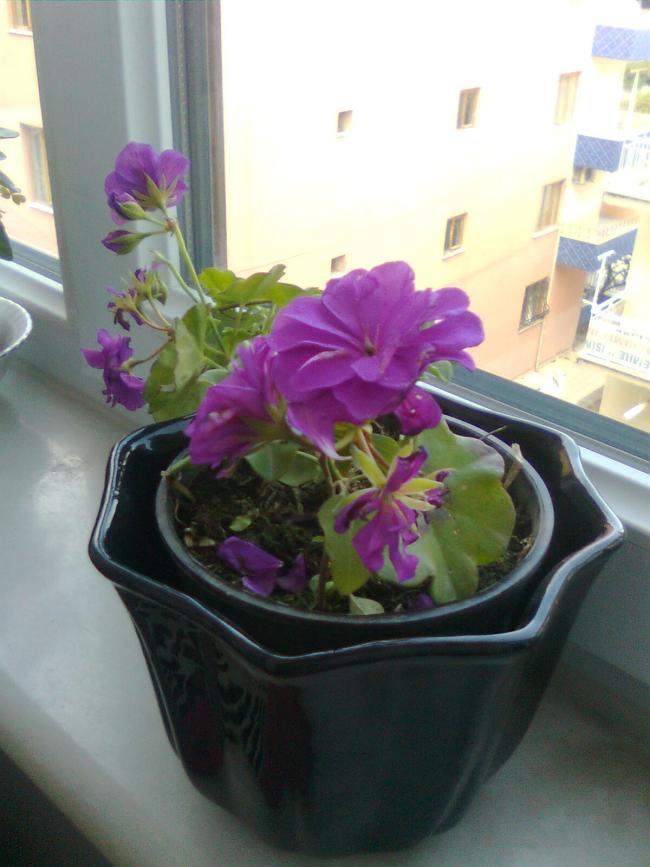 Name:  Grnt0058.jpg
Views: 308
Size:  57.8 KB