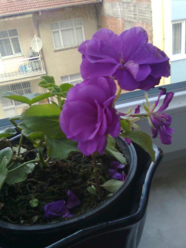 Name:  Grnt0059.jpg
Views: 303
Size:  64.8 KB