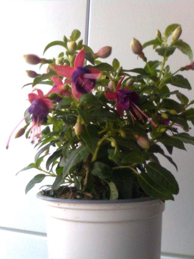 Name:  Grnt0060.jpg
Views: 304
Size:  57.9 KB