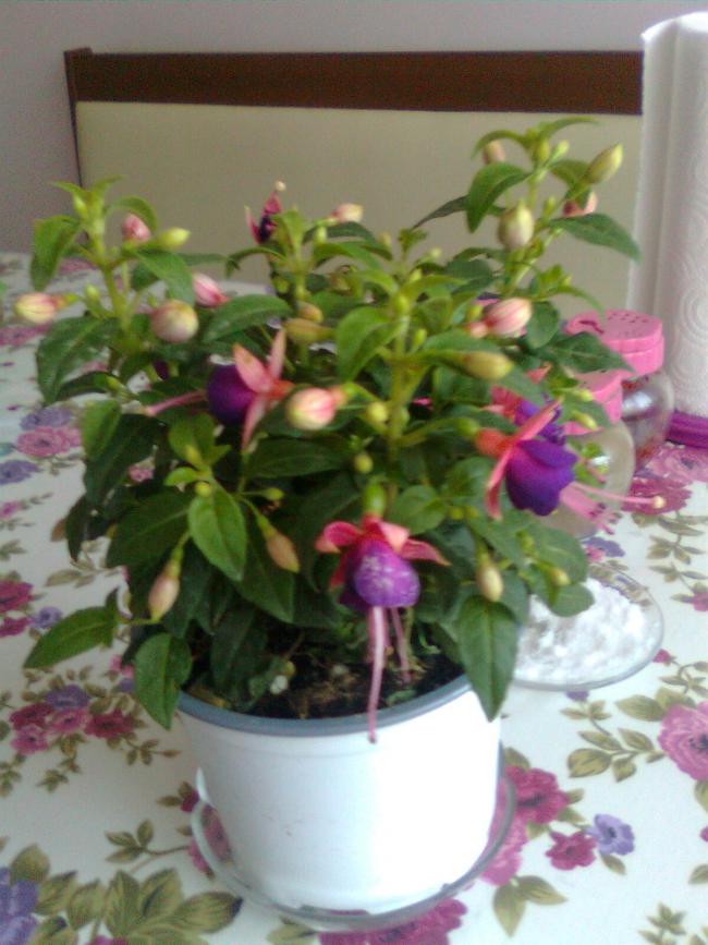 Name:  Grnt0061.jpg
Views: 311
Size:  67.6 KB