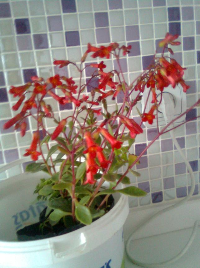 Name:  Grnt0062.jpg
Views: 304
Size:  70.1 KB