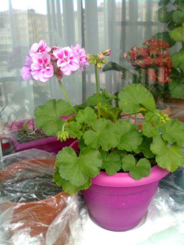 Name:  Grnt0073.jpg
Views: 306
Size:  70.5 KB