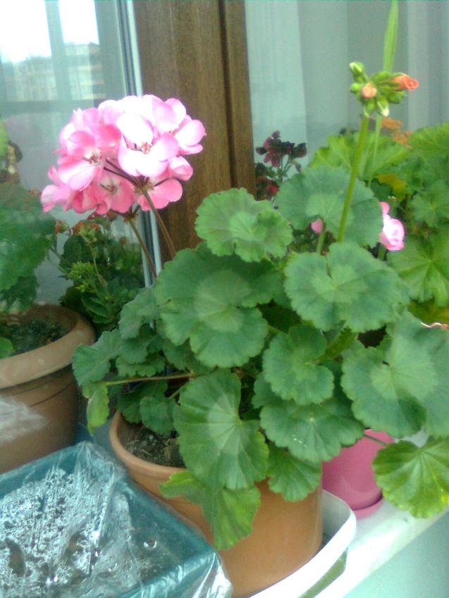 Name:  Grnt0074.jpg
Views: 322
Size:  70.4 KB