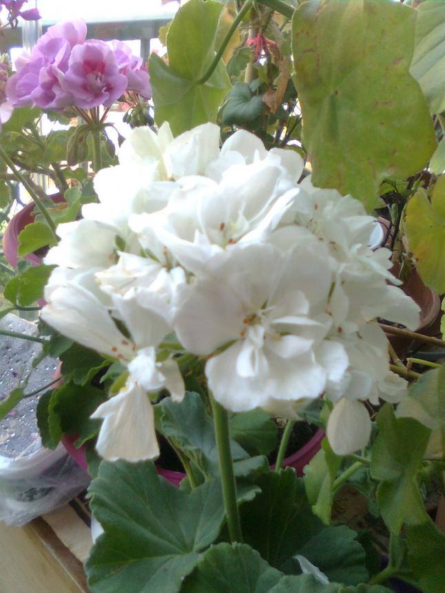 Name:  Grnt0127.jpg
Views: 303
Size:  69.9 KB