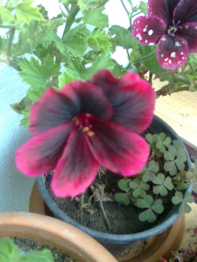 Name:  Grnt0131.jpg
Views: 295
Size:  70.5 KB