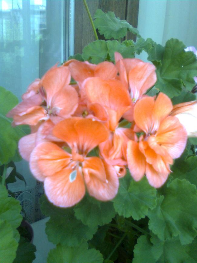 Name:  Grnt0132.jpg
Views: 328
Size:  60.2 KB