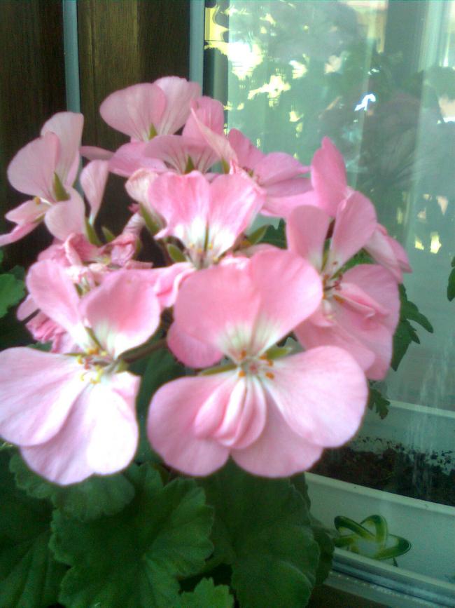 Name:  Grnt0133.jpg
Views: 310
Size:  62.5 KB
