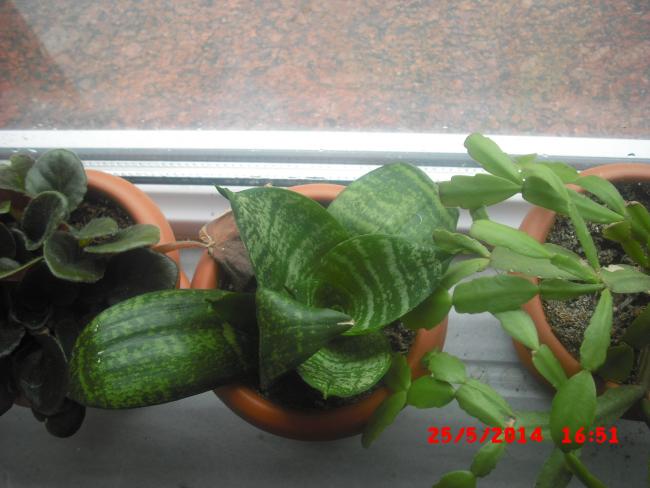 Name:  CIMG6131.jpg
Views: 450
Size:  41.8 KB