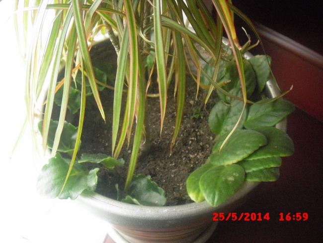 Name:  CIMG6150.jpg
Views: 426
Size:  46.6 KB