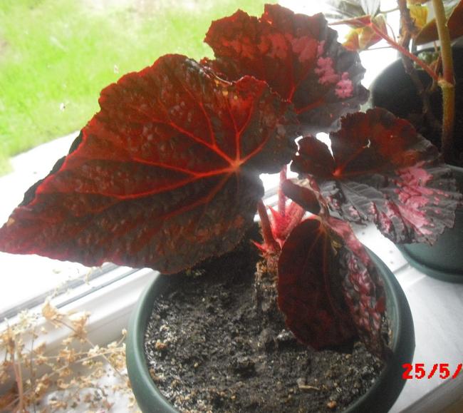 Name:  CIMG6136.jpg
Views: 446
Size:  55.3 KB