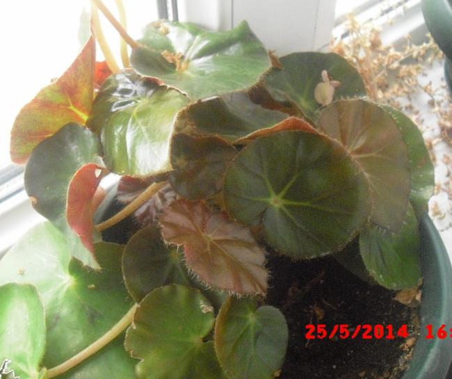 Name:  CIMG6139.jpg
Views: 443
Size:  45.7 KB