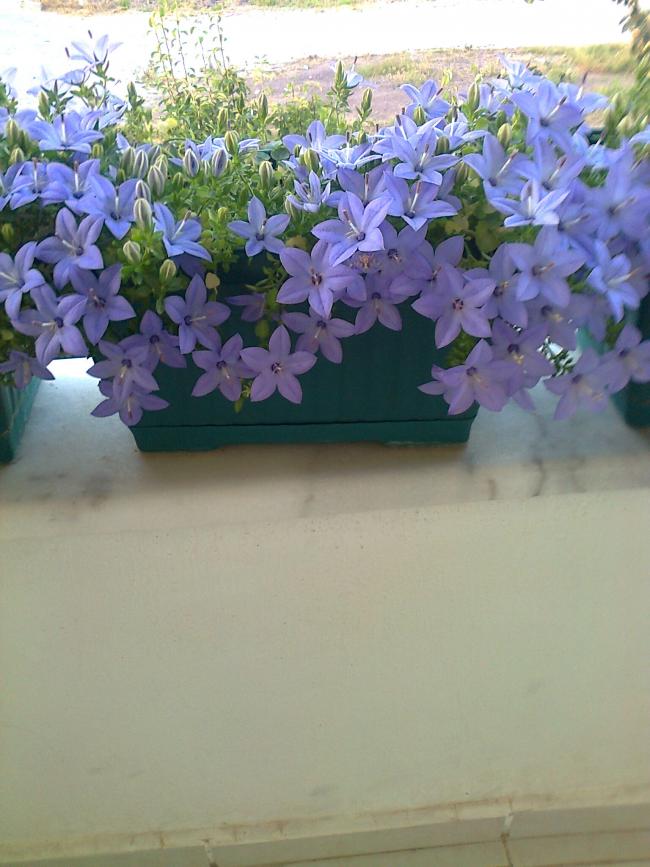 Name:  Fotoraf1289.jpg
Views: 890
Size:  69.1 KB